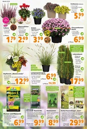 PennyMarkt Blumen Angebot ᐅ Finde den Preis im aktuellen Prospekt