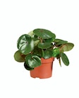 Plante verte - Lidl à Saint-Nazaire Plante verte en promo chez Lidl Saint-Nazaire à 2,99 €