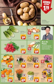 Zimmerpflanzen im REWE Prospekt in Halle Aktueller REWE Prospekt mit Zimmerpflanzen, "Dein Markt", Seite 7