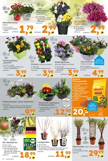 Blumen im Globus-Baumarkt Prospekt "Immer eine Idee besser" mit 16 Seiten (Mannheim)