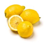 Zitronen Angebote bei Netto mit dem Scottie Potsdam für 0,99 €