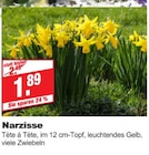 Narzisse bei bauSpezi im Neunkirchen Prospekt für 1,89 €