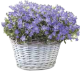 Polster-Glockenblume von  im aktuellen V-Markt Prospekt für 3,99 €