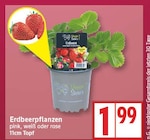 Erdbeerpflanzen im aktuellen EDEKA Prospekt