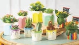 MIXTE KALANCHOE CACTUS à 3,33 € dans le catalogue U Express