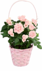 Hortensien oder Rosen Angebote bei Netto Marken-Discount Celle für 5,99 €