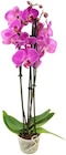 Schmetterlingsorchideen im Angebot bei Penny in Fürth Schmetterlingsorchideen Angebote bei Penny Fürth für 7,99 €