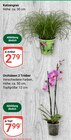 Katzengras Angebote bei GLOBUS Ludwigshafen für 2,79 €