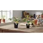 Plants potagers BIO greffés en promo chez Carrefour Bourges à 4,60 €