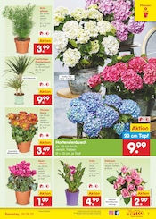 Ähnliche Tulpen Angebote im Prospekt "Aktuelle Angebote" von Netto Marken-Discount in Saarlouis Ähnliche Angebote wie Tulpen im Prospekt "Aktuelle Angebote" auf Seite 9 von Netto Marken-Discount in Saarlouis