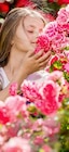 Duftende Strauch- oder Kletterrose bei Pflanzen Kölle im Prospekt "" für 19,99 €