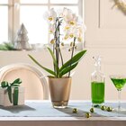 Orchidée cascade en promo chez Carrefour Rennes à 12,99 €