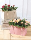 3 rosiers - Super U à Nanterre 3 rosiers en promo chez Super U Nanterre à 9,99 €