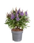 Buddleja - Lidl à Versailles Buddleja en promo chez Lidl Versailles à 9,99 €