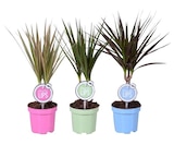 Dracaena à Carrefour dans Ota Dracaena à Carrefour dans Ota