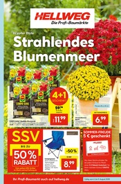 Ähnliche Angebote wie Grablicht im Prospekt "Die Profi-Baumärkte" auf Seite 1 von Hellweg in Osnabrück