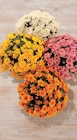 Chrysanthème U - U en promo chez U Express Brest à 13,98 €