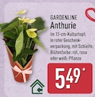 Anthurie von Gardenline im aktuellen ALDI Nord Prospekt für 5,49 €