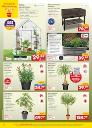 Zimmerpflanzen Angebot im aktuellen Netto Marken-Discount Prospekt auf Seite 6