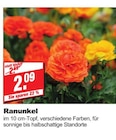 bauSpezi Neunkirchen - Ranunkel Angebot im Prospekt Ranunkel bei bauSpezi im Neunkirchen Prospekt für 2,09 €
