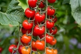 Collection de tomates cerises dans le catalogue Jardiland