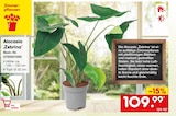 Alocasia ‚Zebrina‘ für 109,99 € bei Netto Marken-Discount im Angebot Alocasia ‚Zebrina‘ im aktuellen Netto Marken-Discount Prospekt