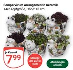 Sempervivum Arrangementin im Angebot bei GLOBUS in Neubrandenburg Sempervivum Arrangementin Angebote bei GLOBUS Neubrandenburg für 7,99 €