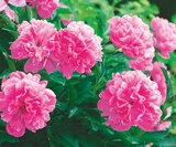 Promo Pivoine Herbacée à 7,99 € dans le catalogue Jardineries du terroir à Saint-Julien-en-Genevois