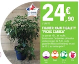 Figuier Nain Figality "FICUS CARICA" - E.Leclerc Figuier Nain Figality "FICUS CARICA" à 24,90 € dans le catalogue E.Leclerc