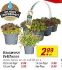 Hauswurz/Fetthenne bei toom Baumarkt im Tirpersdorf Prospekt für 2,99 €
