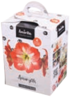 Zimmerpflanzen im tegut Prospekt Amaryllis im aktuellen tegut Prospekt für 6,99 €