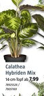 Calathea Hybriden Mix im Angebot bei BAUHAUS in Wolfenbüttel Calathea Hybriden Mix Angebote bei BAUHAUS Wolfenbüttel für 7,99 €