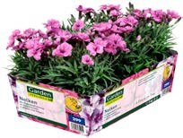 ALDI Nord Schashagen - Stiefmütterchen/Nelken/Chrysanthemen Stiefmütterchen/Nelken/Chrysanthemen Angebot bei ALDI Nord Schashagen im Prospekt "ALDI. Jeden Tag besonders - einfach ALDI."