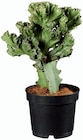 Euphorbia Lactéa en promo chez Lidl Antony à 5,99 €