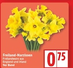 Aktuelles Freiland-Narzissen Angebot bei EDEKA in Potsdam ab 0,75 €