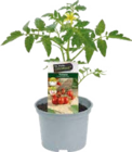 Tomatenpflanzen von Le Jardin Gourmand im aktuellen Globus-Baumarkt Prospekt