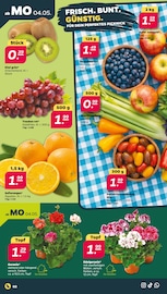 Aktueller Netto mit dem Scottie Prospekt mit Balkonpflanzen, "Günstig. Besser. Für Dich.", Seite 2
