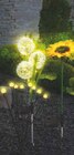 LED Solar Deko im Angebot bei Netto Marken-Discount in Osnabrück LED Solar Deko Angebote von Living & Garden bei Netto Marken-Discount Osnabrück für 5,99 €
