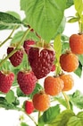 Framboisier dans le catalogue Carrefour