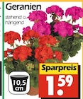 Wreesmann Hartha - Geranien Angebot im Prospekt Geranien bei Wreesmann im Hartha Prospekt für 1,59 €