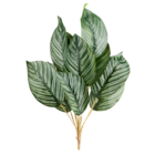 Tige Calathea Rayée - Gifi Tige Calathea Rayée à 3,99 € dans le catalogue Gifi