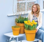 Dehner Garten-Center Altenstadt (Waldnaab) Prospekt mit  im Angebot für 5,49 €