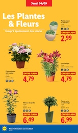 Offre Plante Verte dans le catalogue Lidl du moment à la page 30