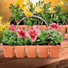 Aktuelles Beetpflanzen Angebot bei Netto Marken-Discount in Hannover ab 2,49 €