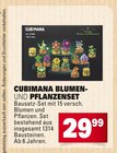 Blumen- und Pflanzenset Angebote von Cubimana bei E center Schwäbisch Gmünd für 29,99 €