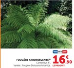 Fougère Arborescente en promo chez Hyper U Fougère Arborescente dans le catalogue Hyper U