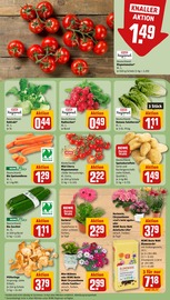 Blumen im REWE Prospekt in Leonberg Aktueller REWE Prospekt mit Blumen, "Dein Markt", Seite 7