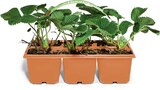 Aktuelle Erdbeerpflanzen Angebote bei Netto Marken-Discount in Leipzig Aktuelles Erdbeerpflanzen Angebot bei Netto Marken-Discount in Leipzig ab 4,99 €