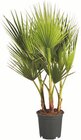 Aktuelles Winterharte Palme Angebot bei Lidl in Bremen ab 14,99 €