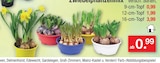 Zwiebelpflanzenmix Angebote bei Zimmermann Bremen für 0,99 €